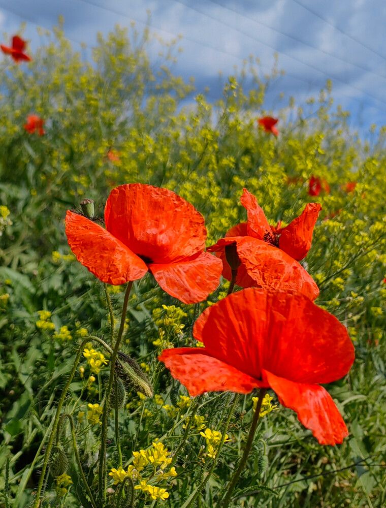 Photograph by Ульяна Кузьмина