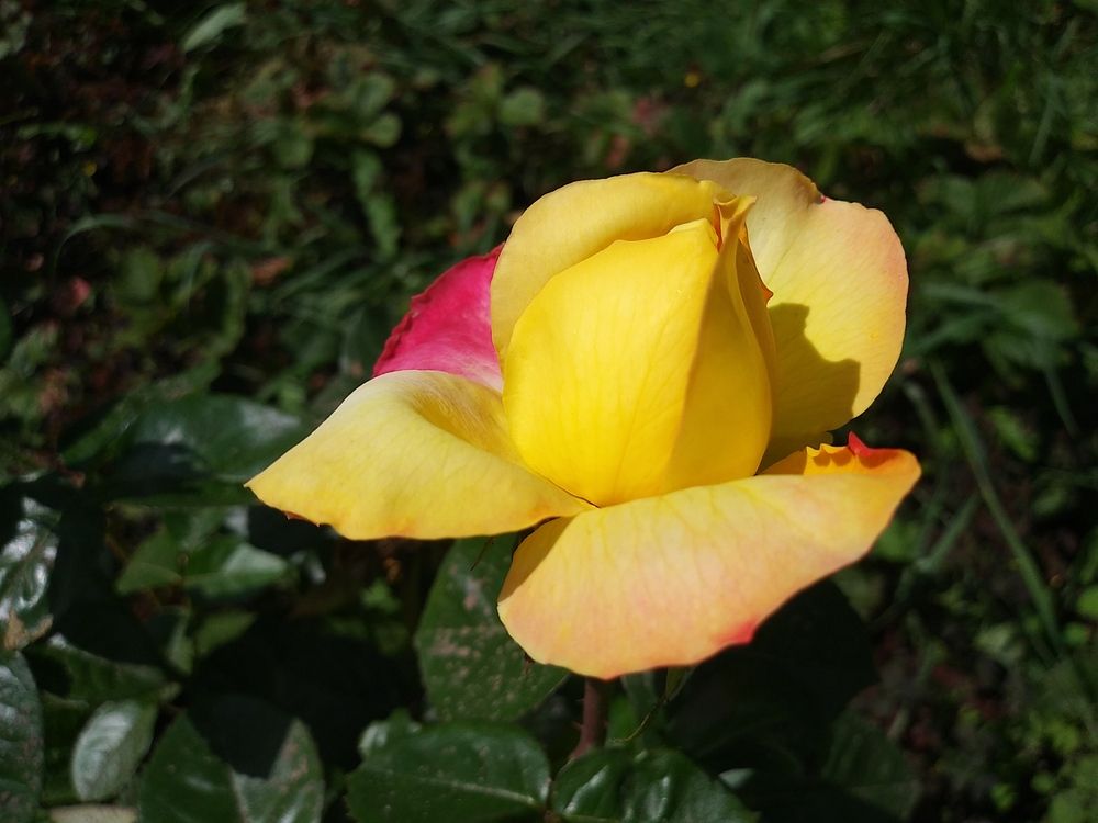 Photograph by Инна Голубева