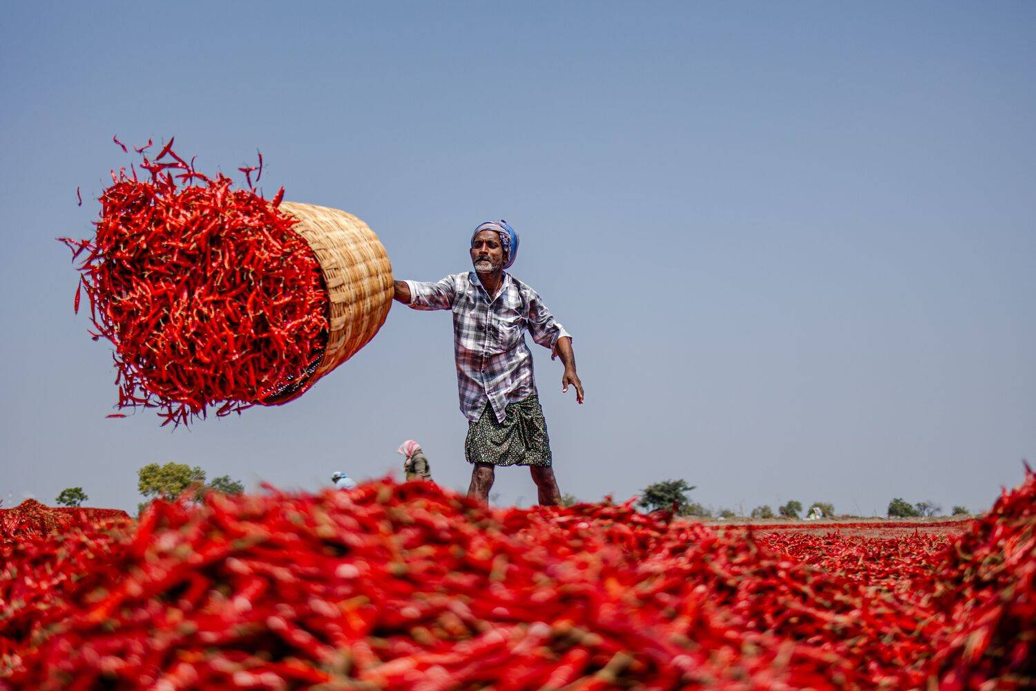 Chilies - Indian Chili farming