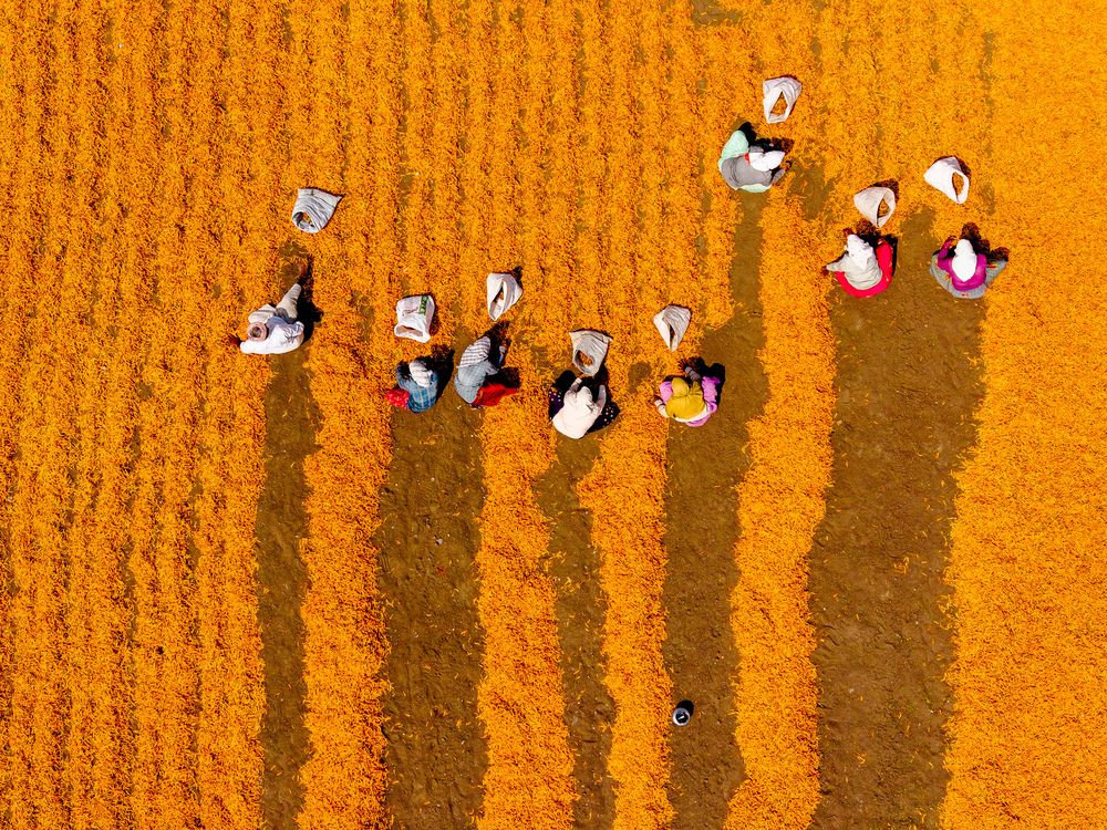 Chilies - Indian Chili farming