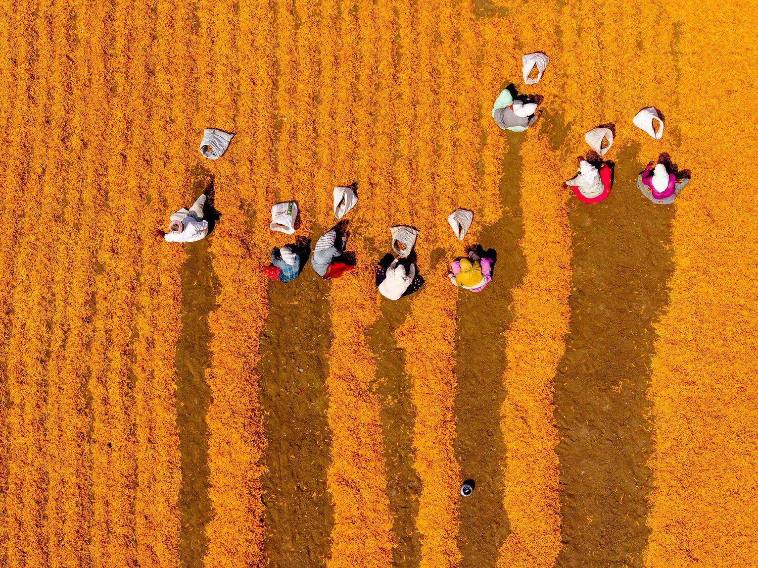 Chilies - Indian Chili farming Chilies - Indian Chili farming