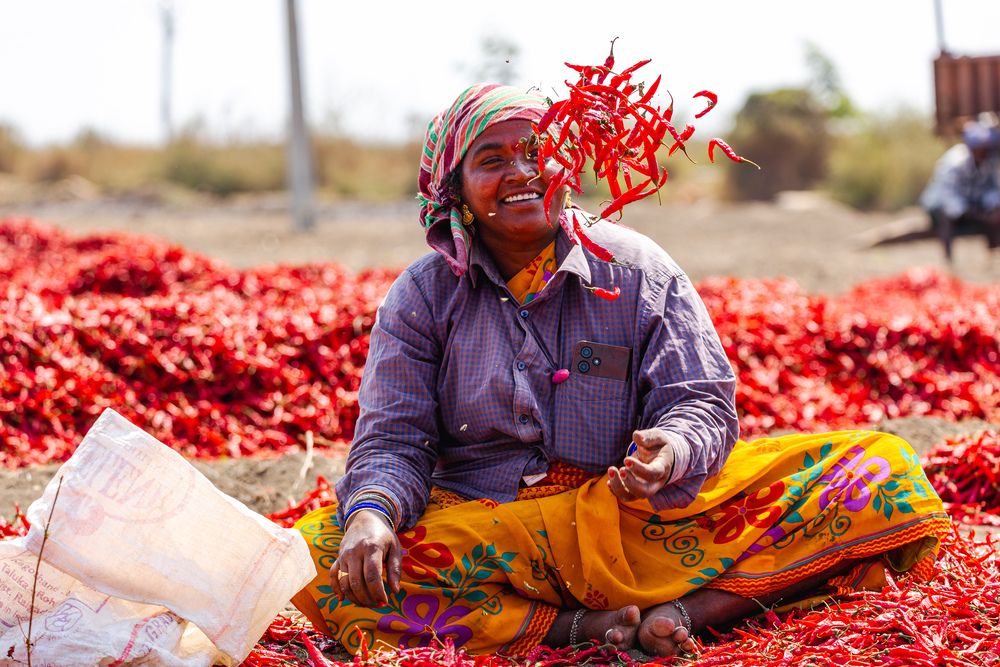Farmer - Chili farming