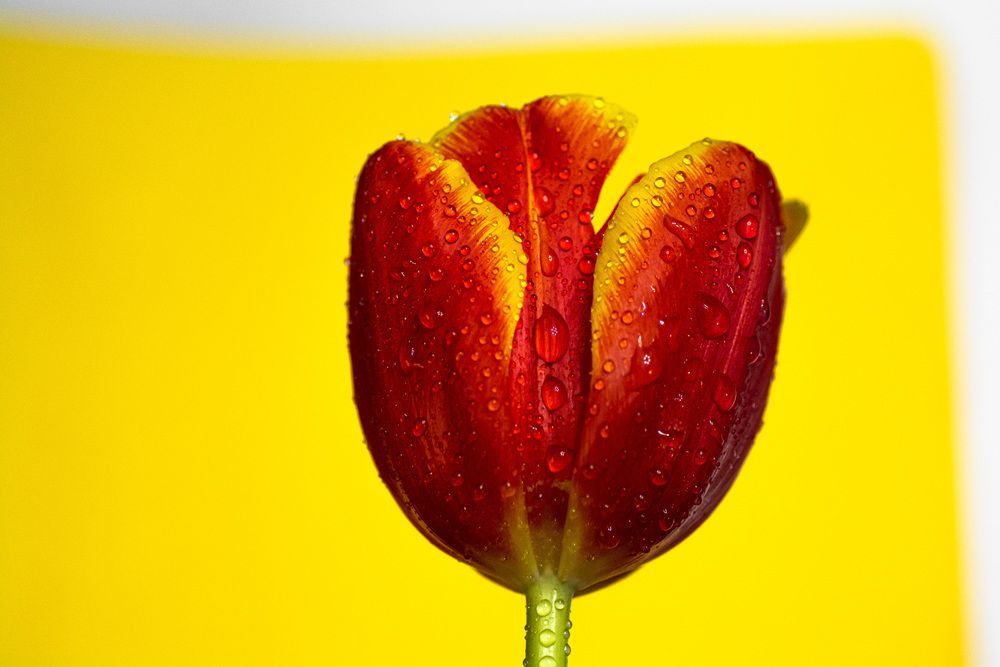 Photograph by Муза Латинская