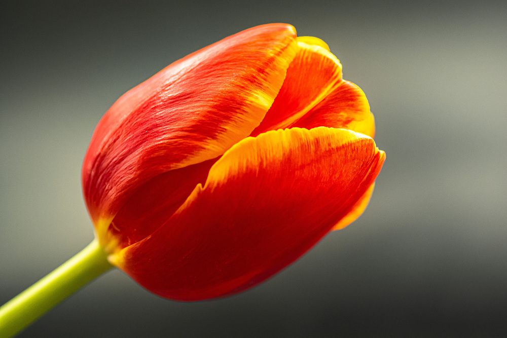 Photograph by Муза Латинская