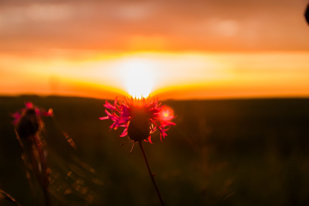 Photograph by Александр Суворов