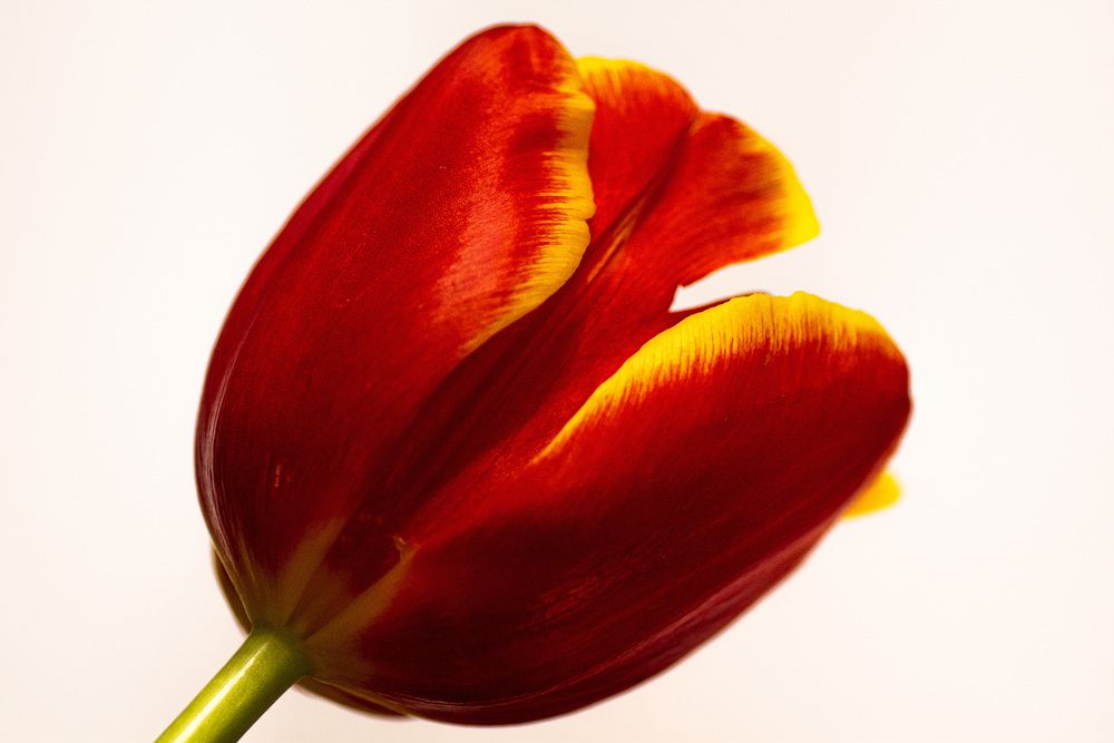 Photograph by Муза Латинская