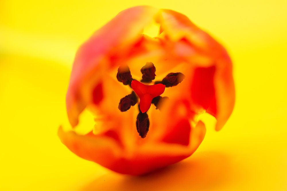 Photograph by Муза Латинская