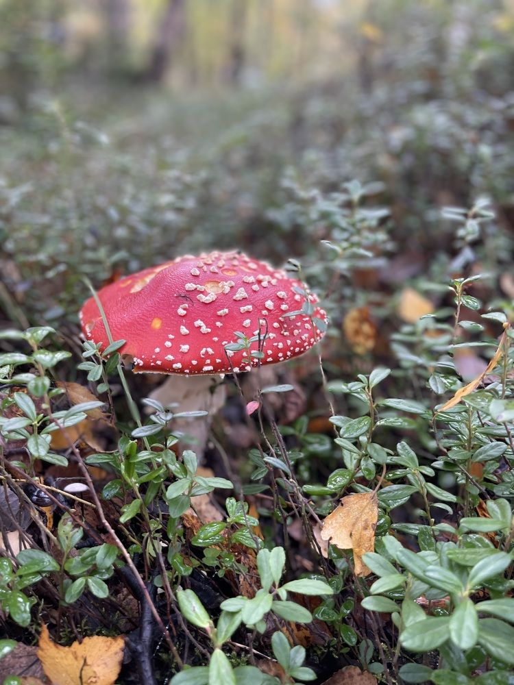 Photograph by Марина Максимова