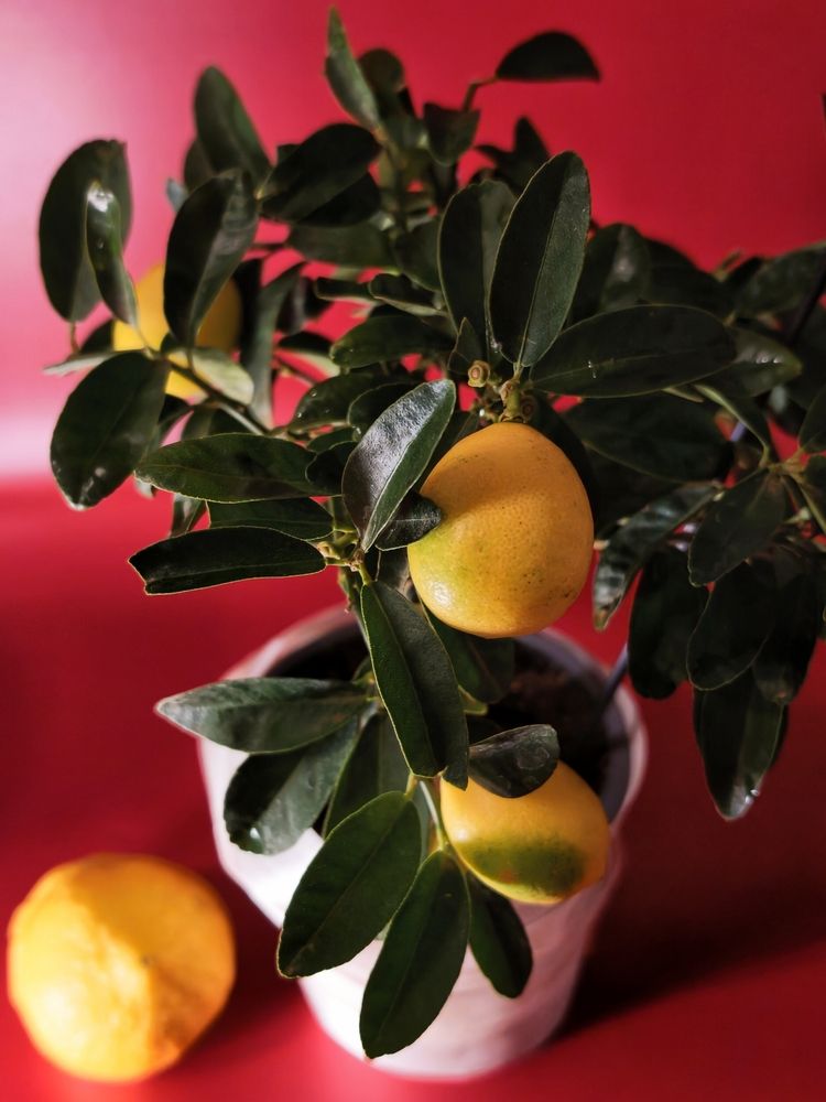 Фотография автора Мила