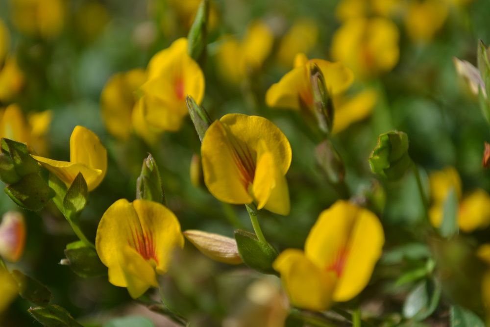 Photograph by Gildo de Campos Correa