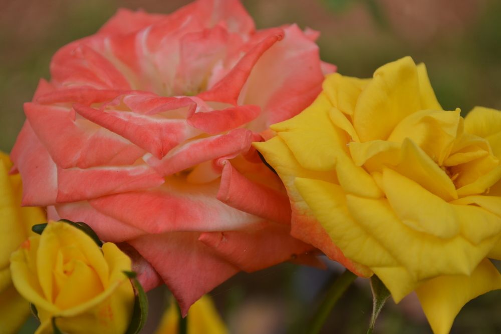 Photograph by Gildo de Campos Correa