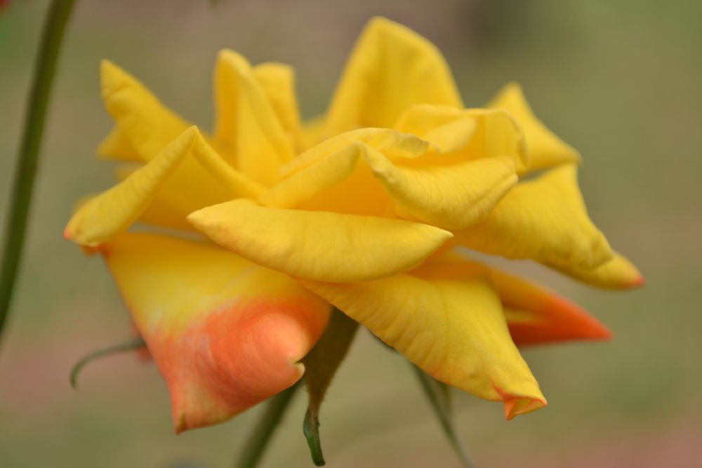 Photograph by Gildo de Campos Correa