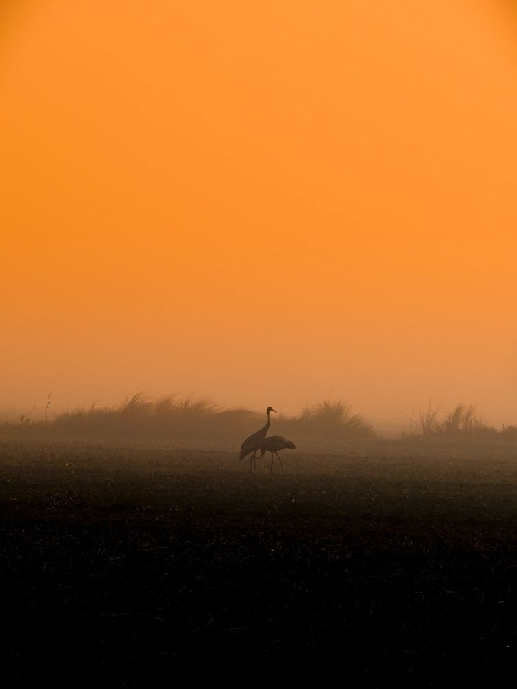 Фотография автора Dheeraj Singh