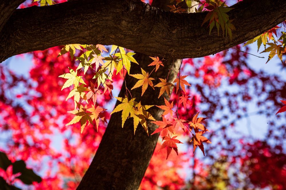 Photograph by Gunma No UMA