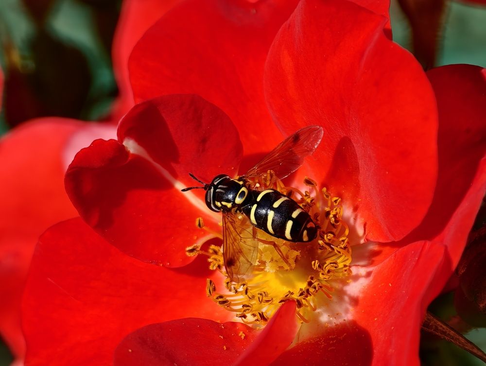 Photograph by Сергей Горбунов