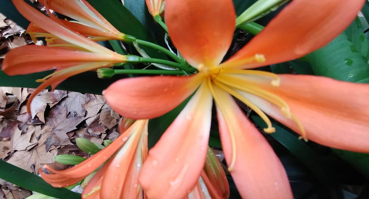 CLIVIA.