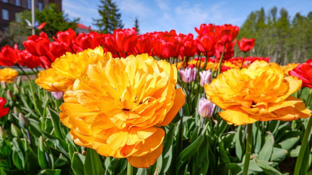 Photograph by Ирина Гуськова