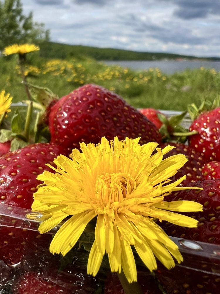 Photograph by Александра Акси
