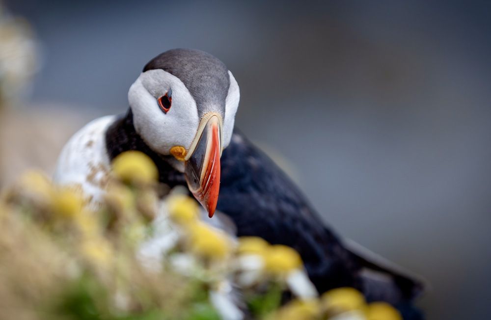 Фотография автора Roman Bevzenko