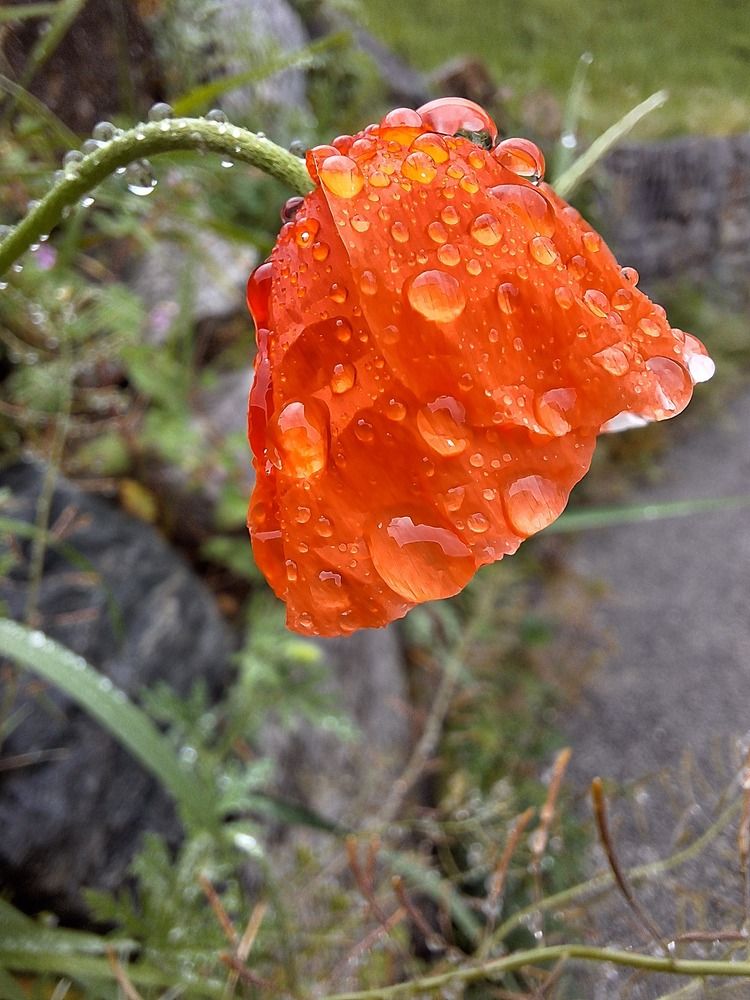 Photograph by Sonia Crotta