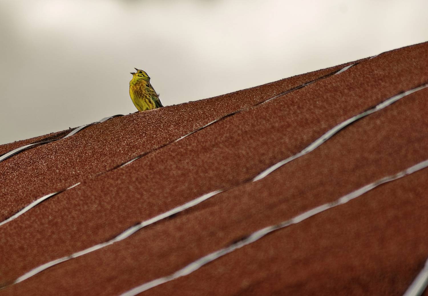 Фотография #13426119