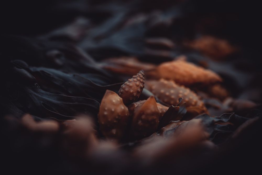 Фукус