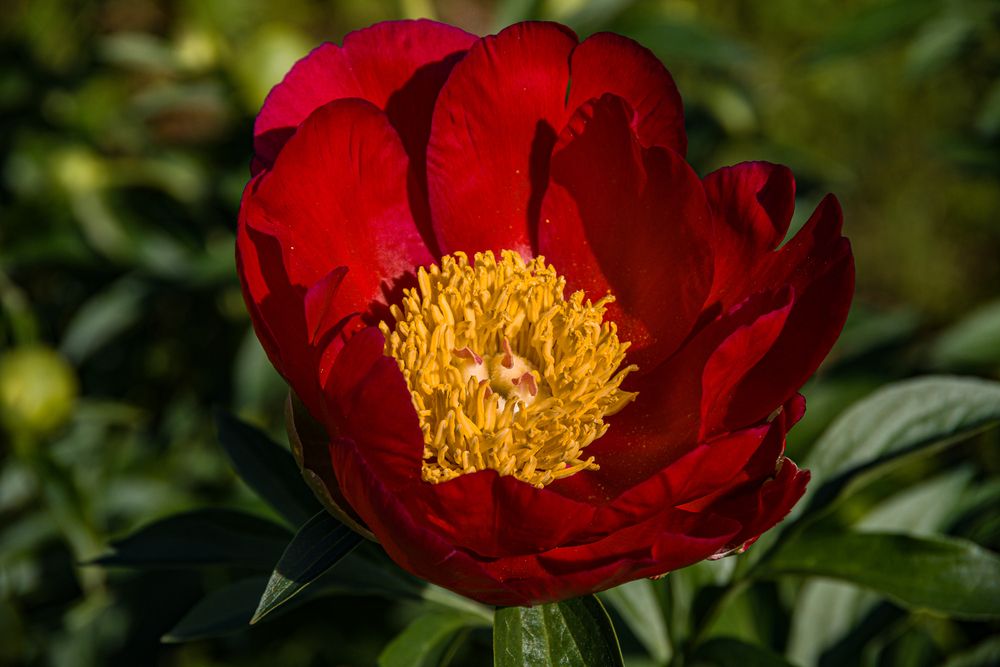 Фотография автора Елена Гусева