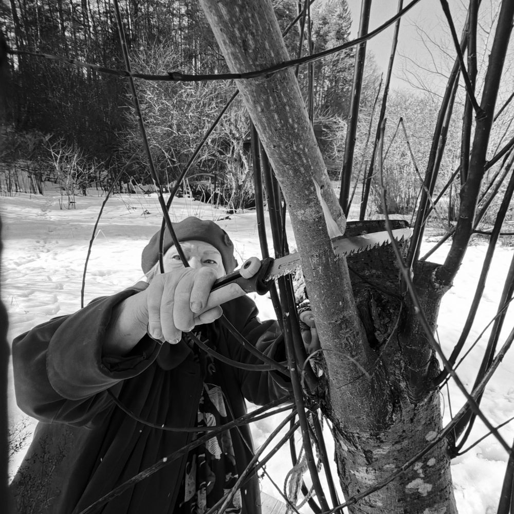 The Winter Pruning