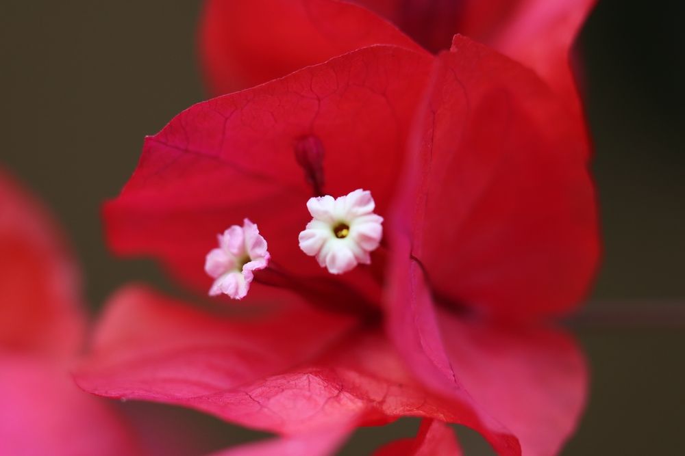 Macro flowers