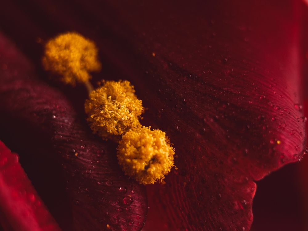 Photograph by Елена Михалева