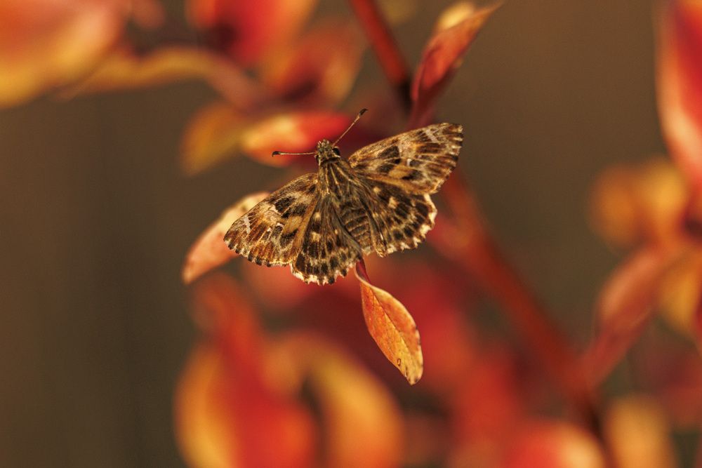 В закатных  лучах радуется жизни бабочка