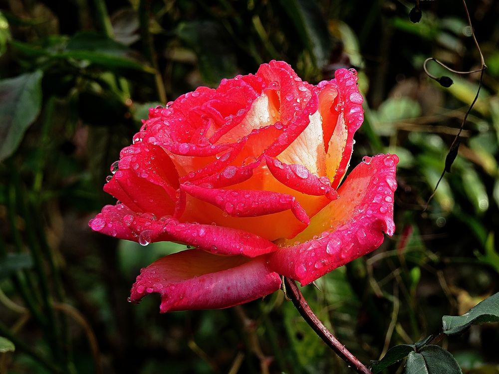 Photograph by Фартушняк Сергей