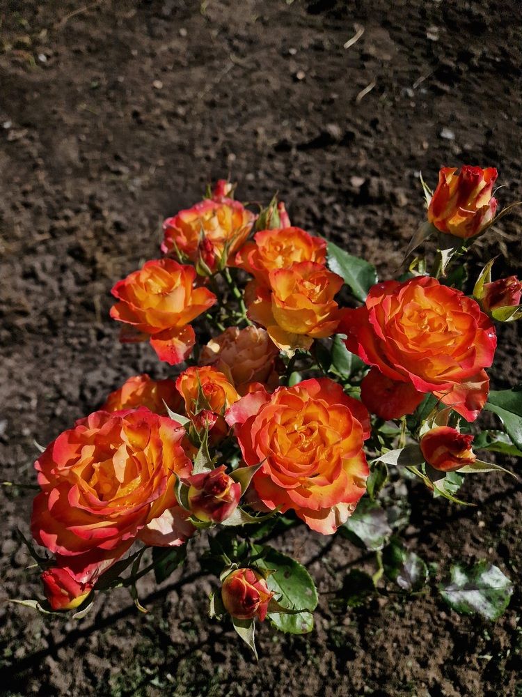 Photograph by Елена Гордеева