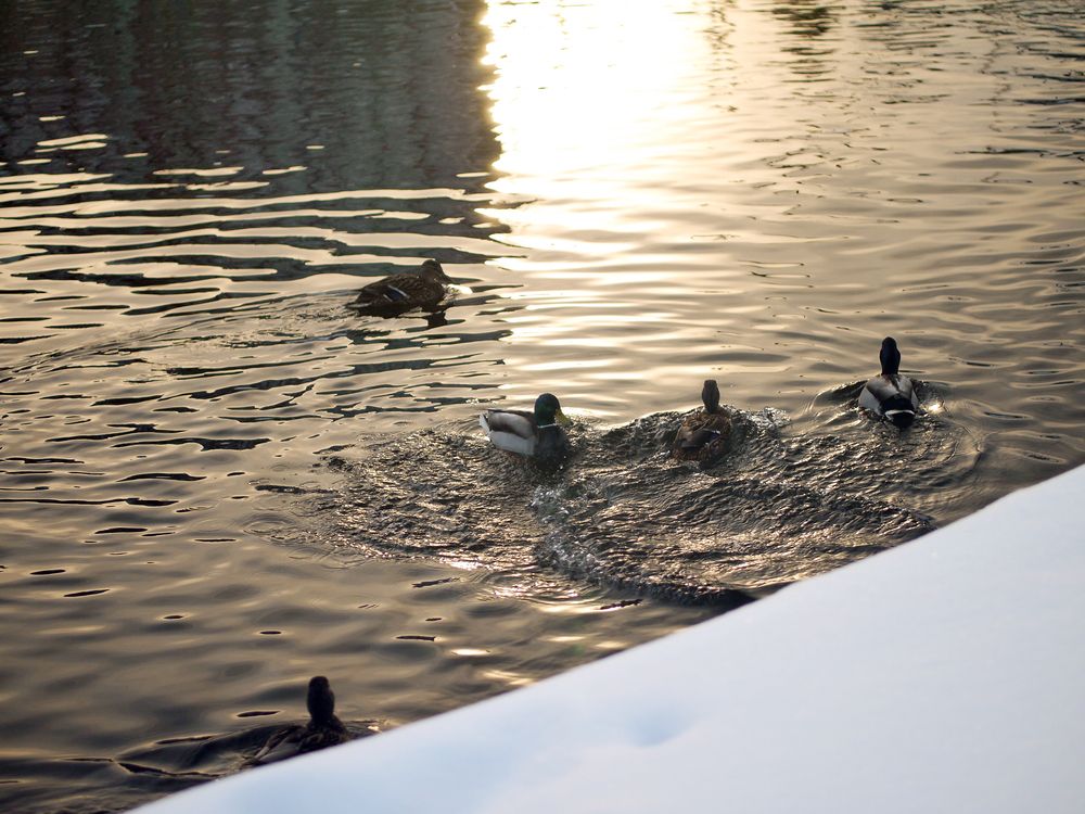 Photograph by Баженова Наталья