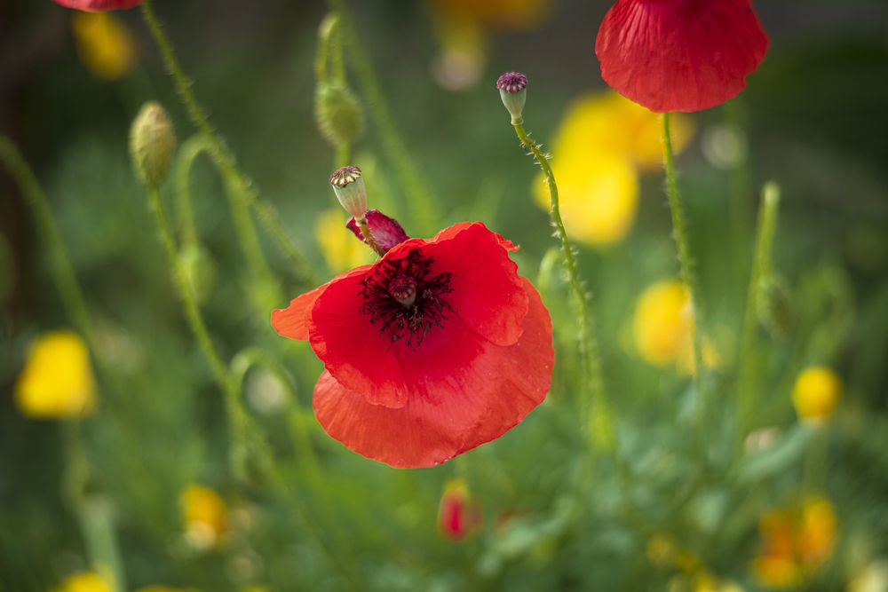 Photograph by Алексей Мякота