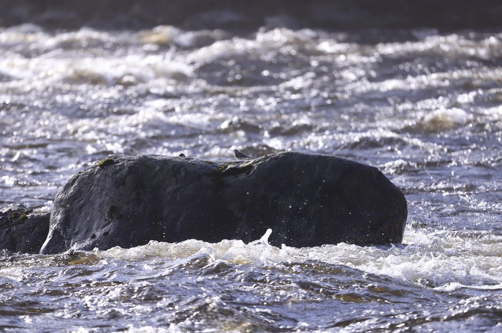 Река Сегежа и Смелая Птичка