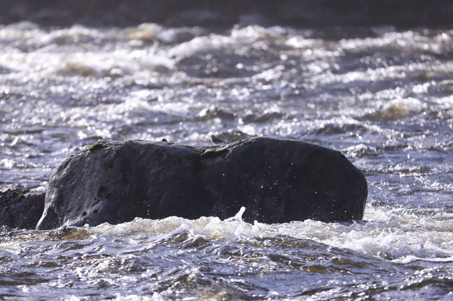 Река Сегежа и Смелая Птичка