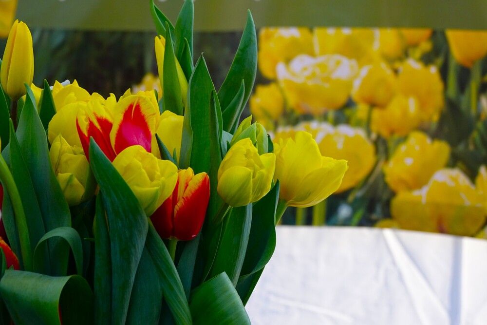 Photograph by jelena konickaja