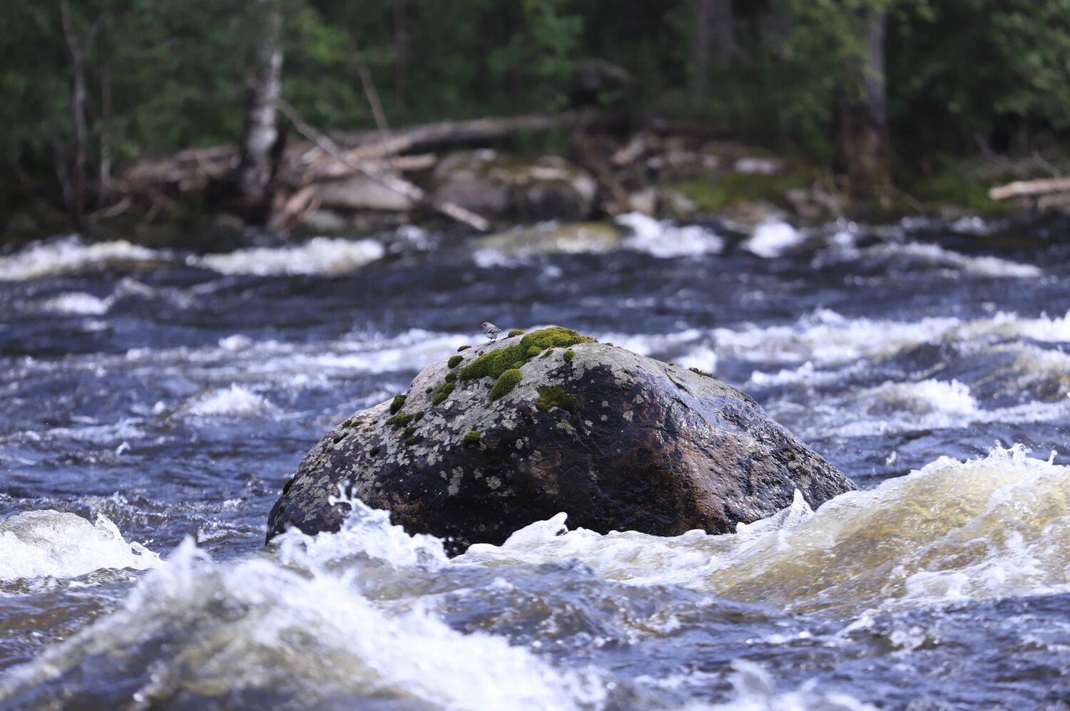 Река Сегежа. Карелия