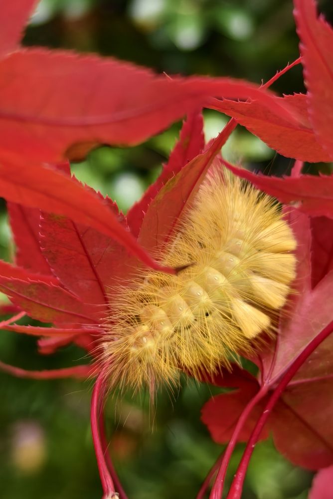 Фотография автора Светлана Зимина
