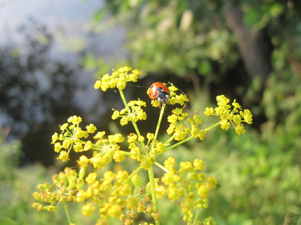 Photograph by Юлия Волгина