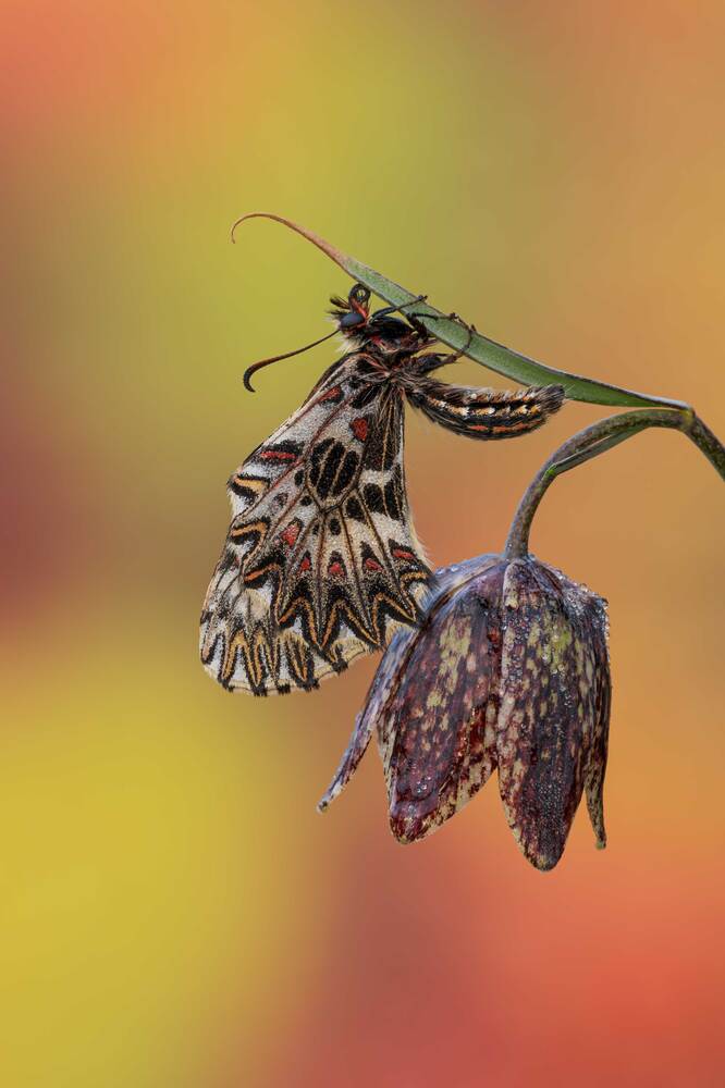 Photograph by Camilla Zocchi