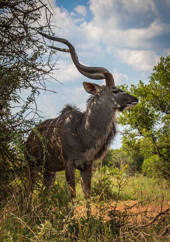 Kudu
