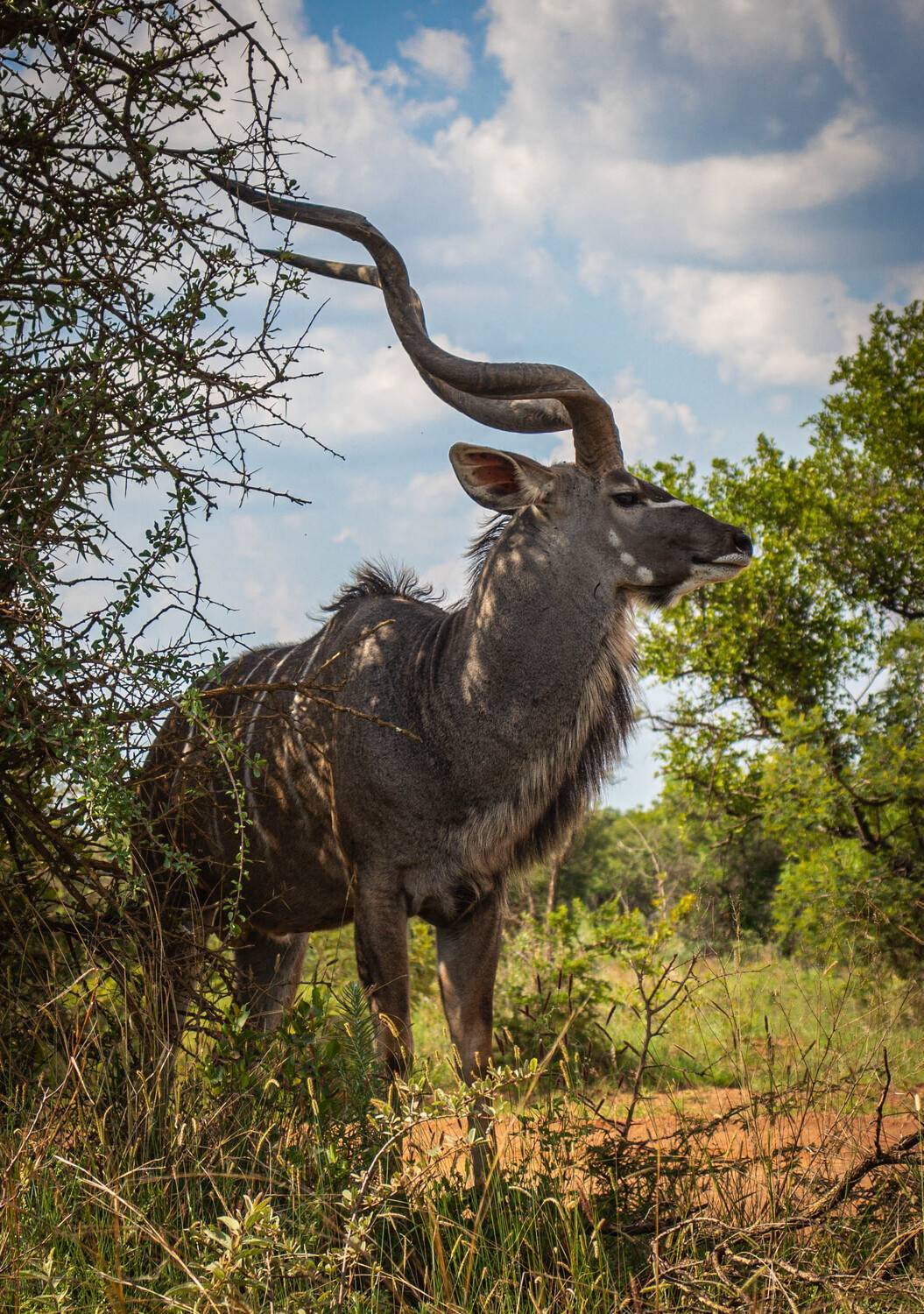 Kudu