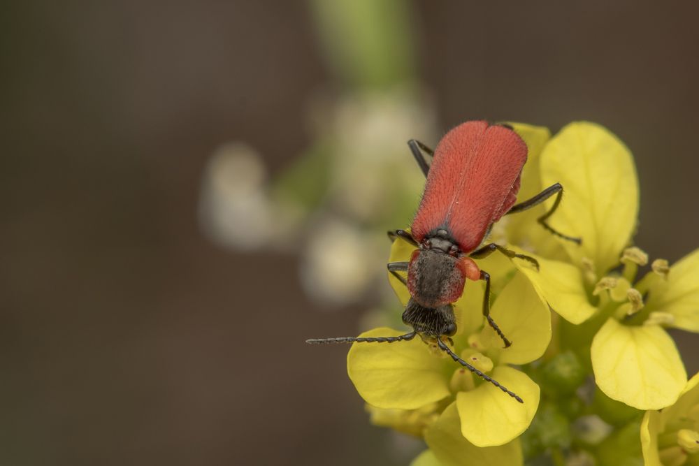 Фотография автора Nikolay Tatarchuk