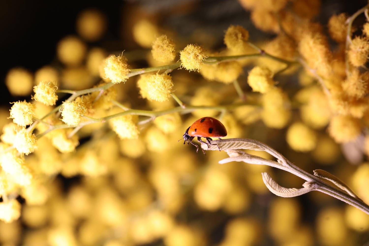 Пробуждение-1