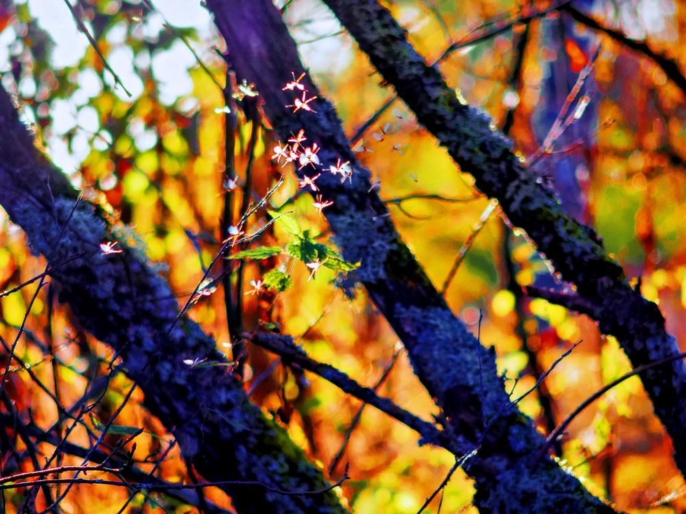 Photograph by Константин Бородулин