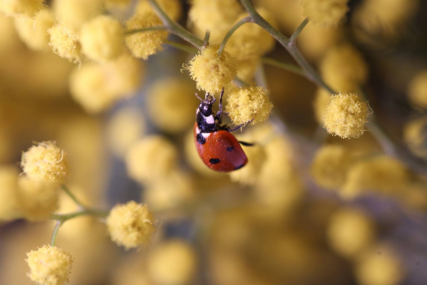 Пробуждение
