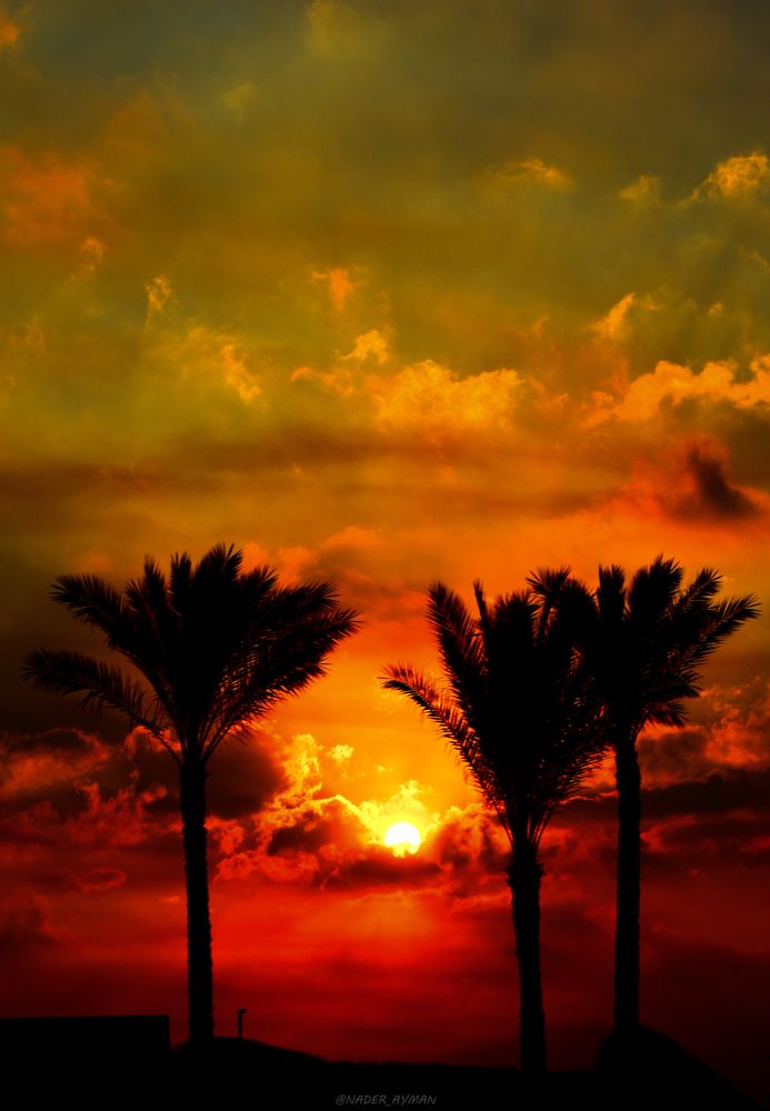 Photograph by NADER AYMAN