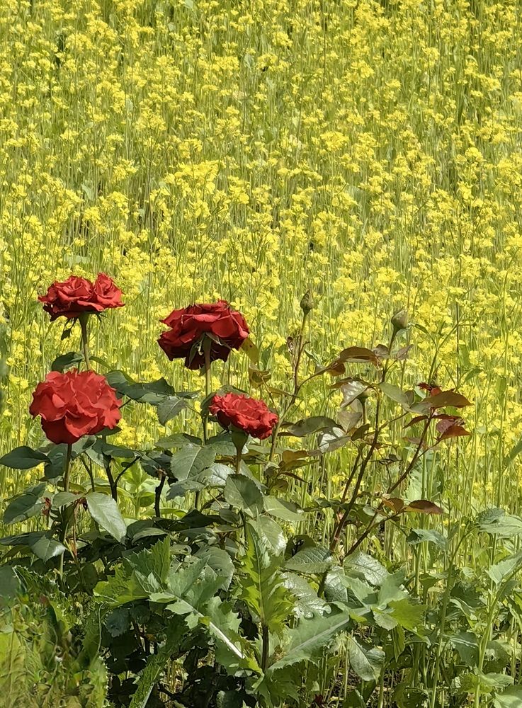 Фотография автора Maiya Bulatova